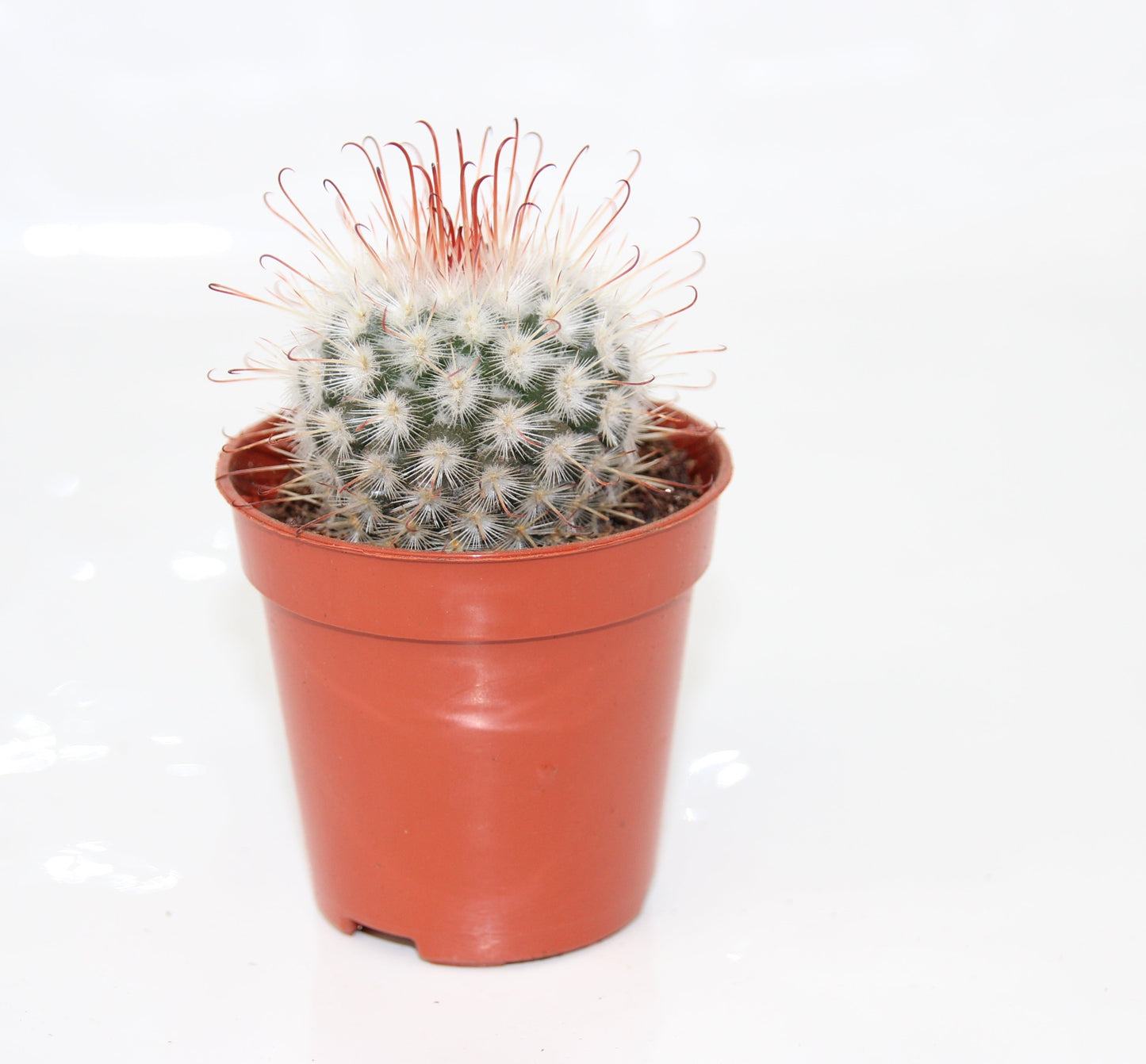 Mammillaria bombycina
