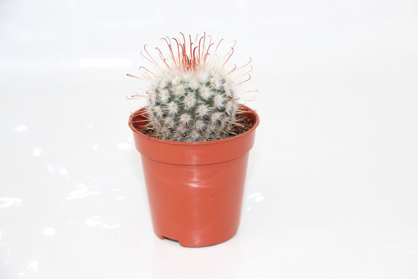Mammillaria bombycina