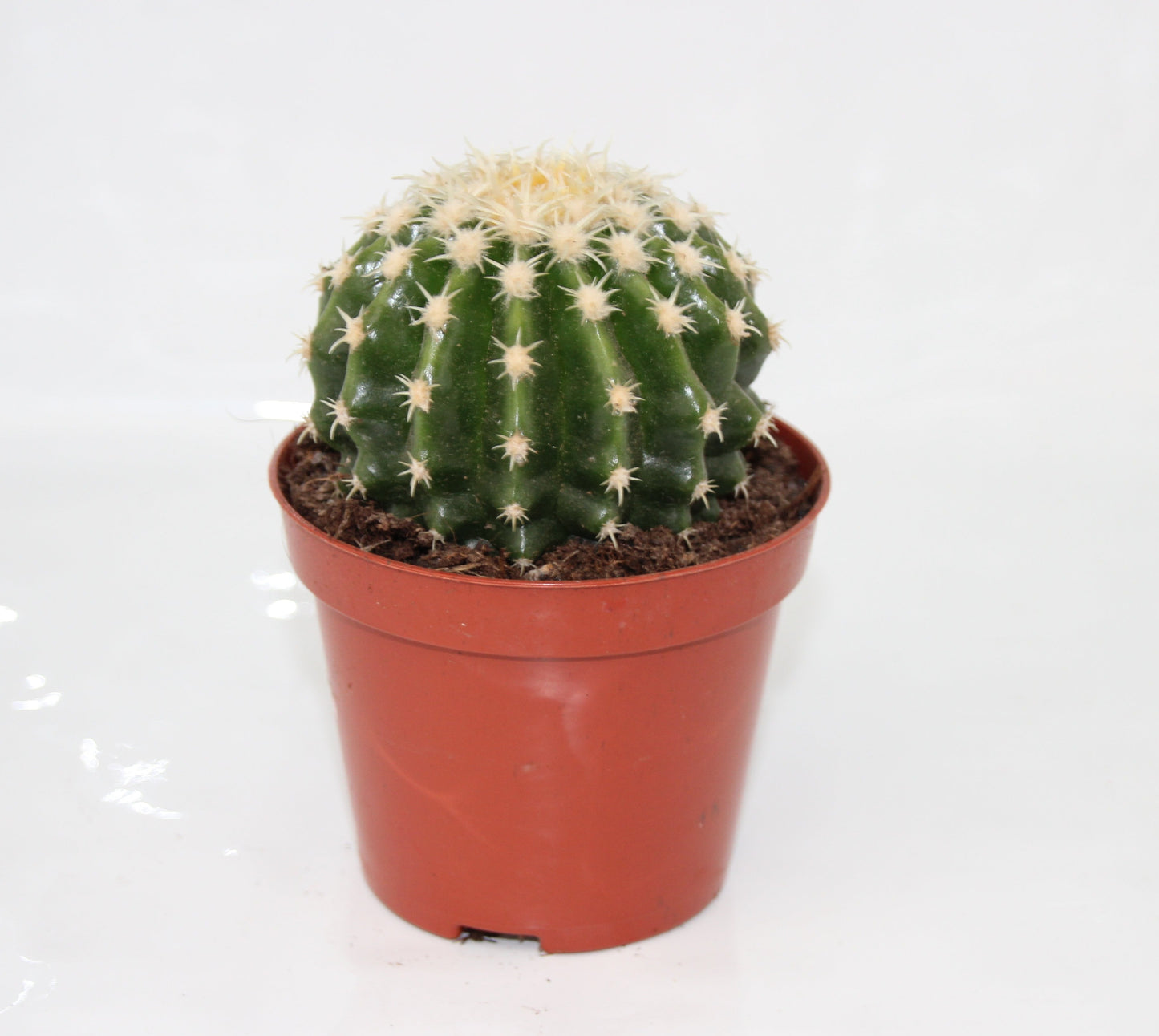 Echinocactus grusonii intermedius