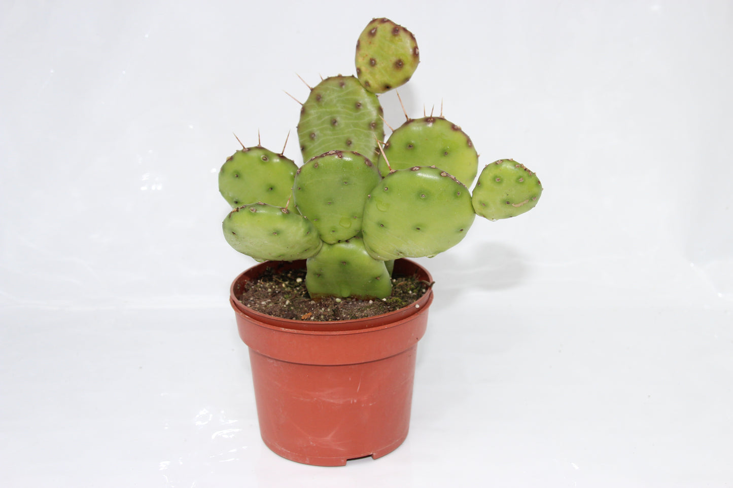 Opuntia humifusa
