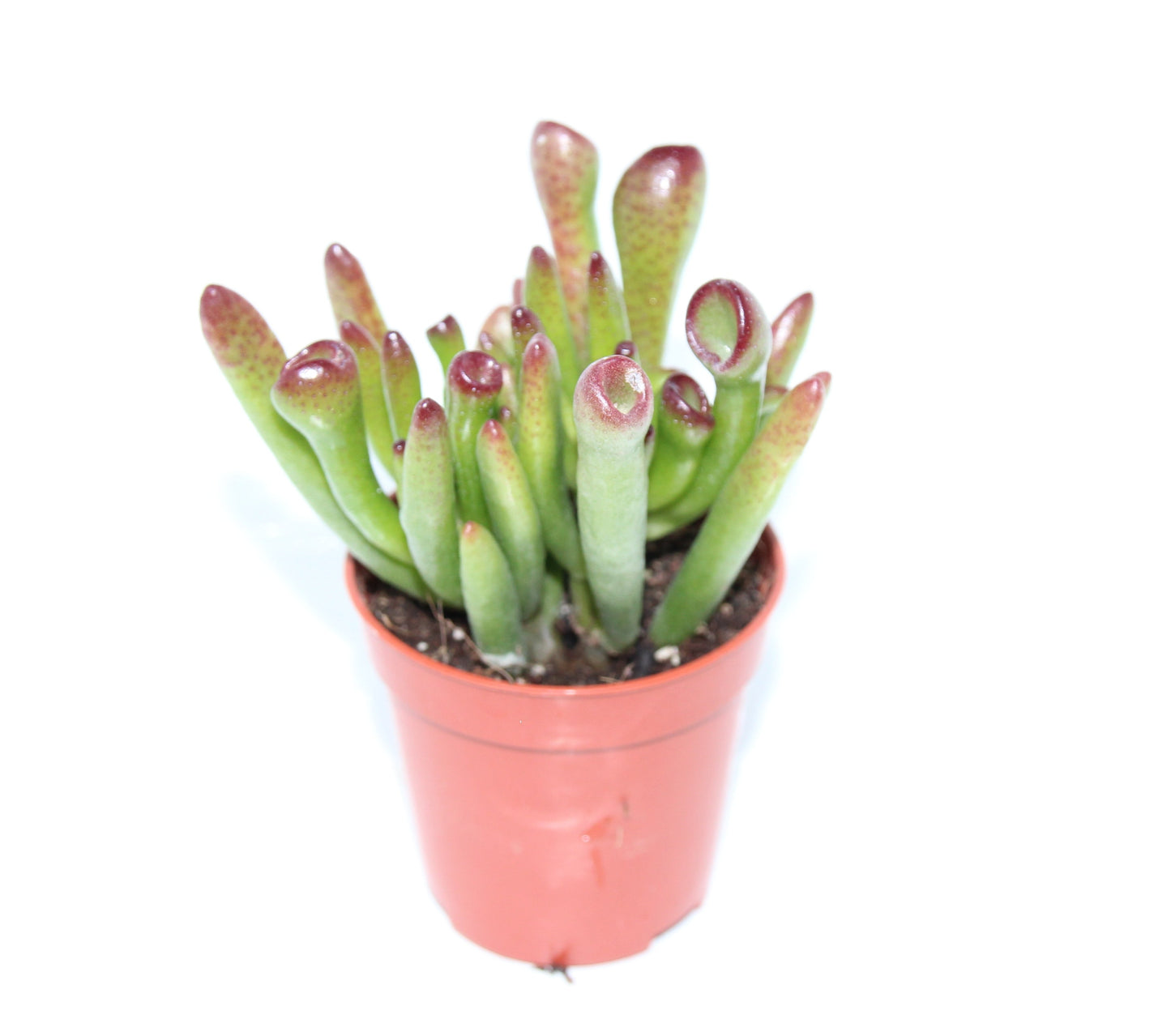 Crassula ovata gollum ‘Coral‘