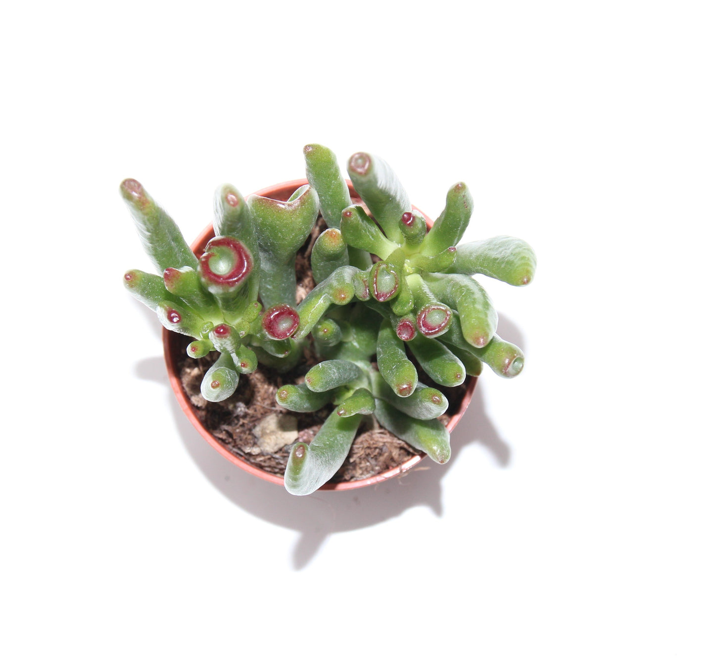 Crassula ovata gollum ‘Coral‘