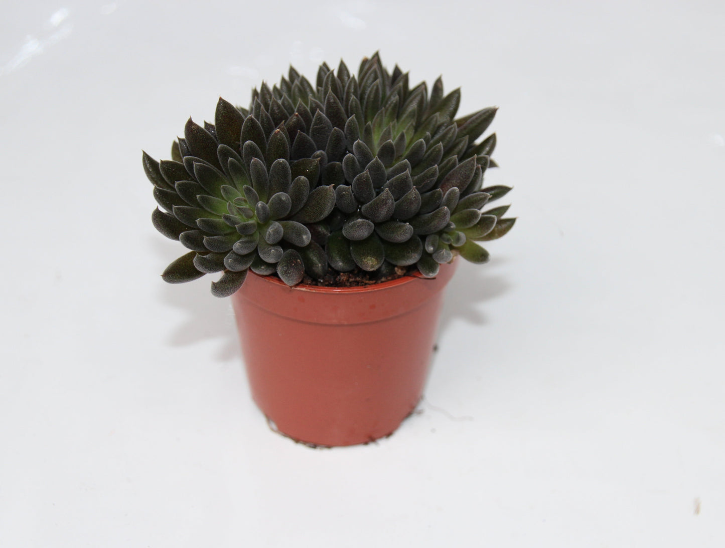 Sinoccrassula yunnanensis