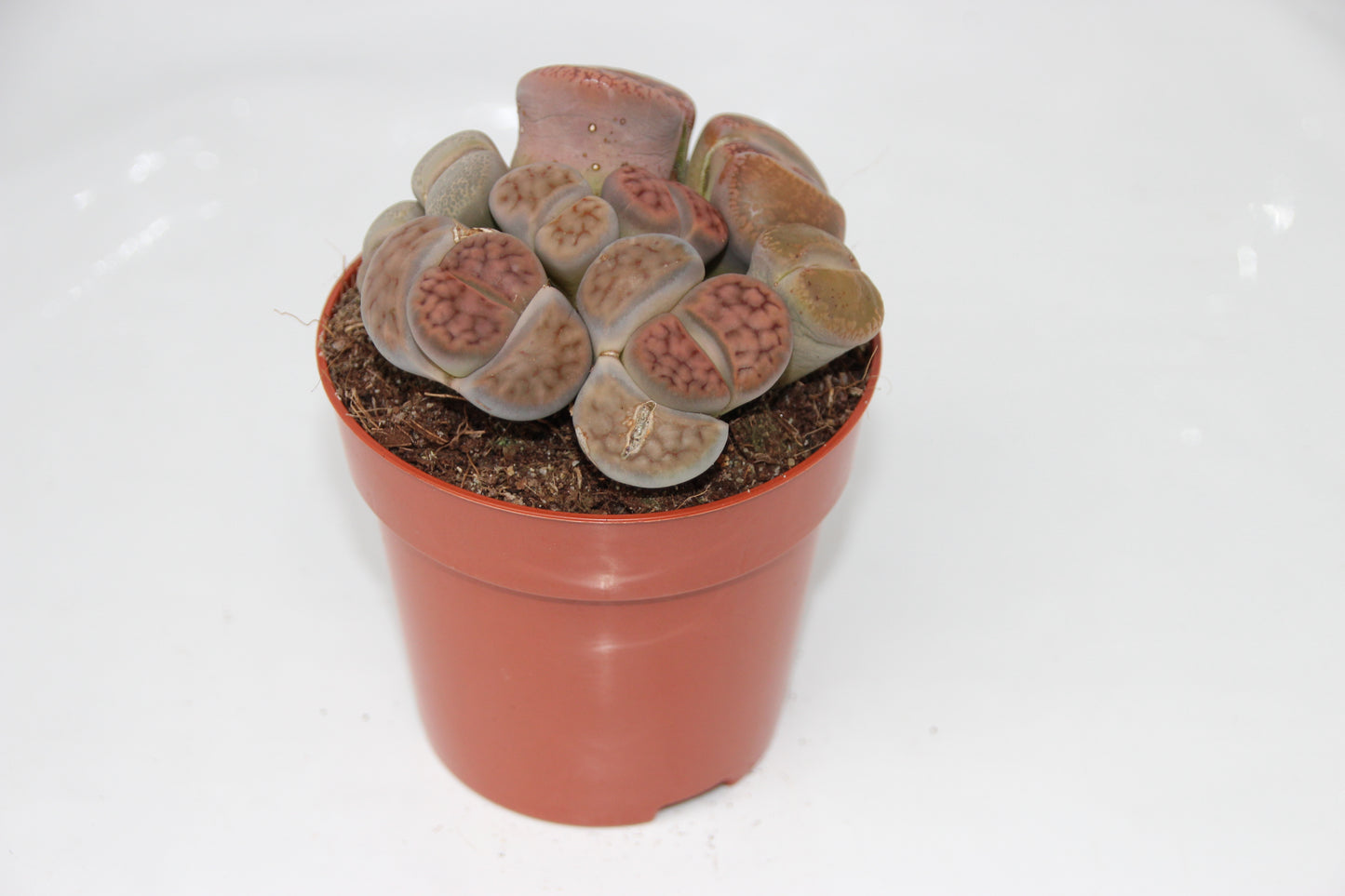 Lithops ssp. ‘Lebender Stein‘