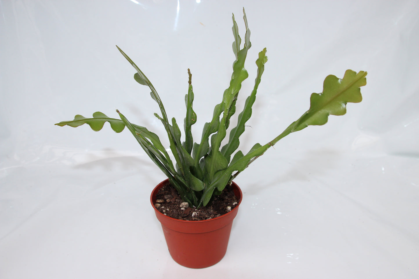 Epiphyllum angulliger 'Sägeblattkaktus'