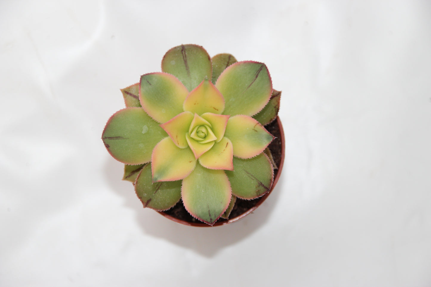 Aeonium kiwi