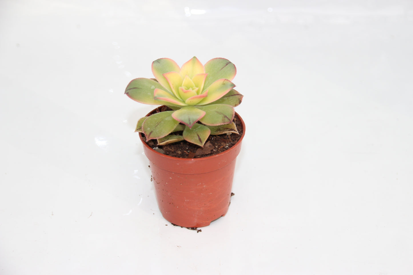Aeonium kiwi