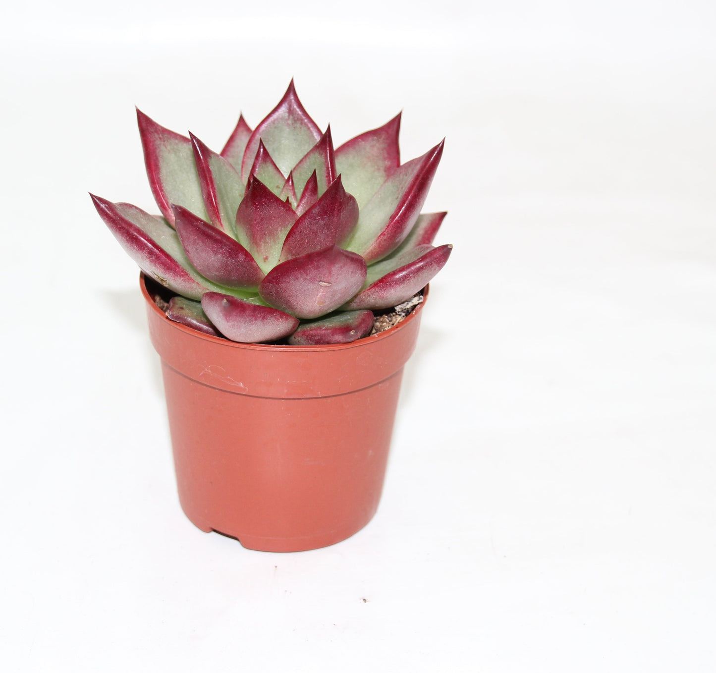 Echeveria electra
