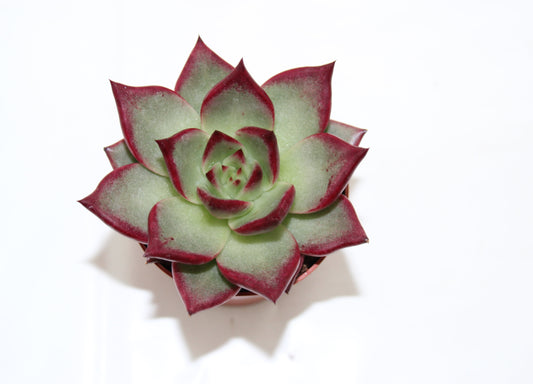 Echeveria electra