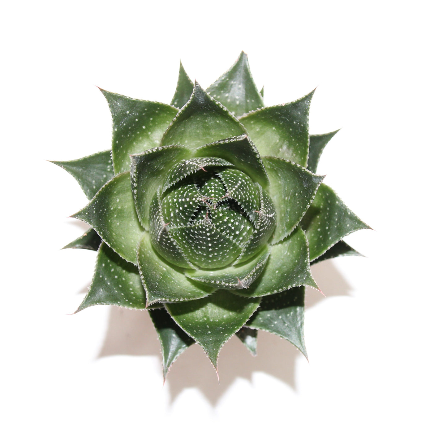 Aloe aristata cosmo