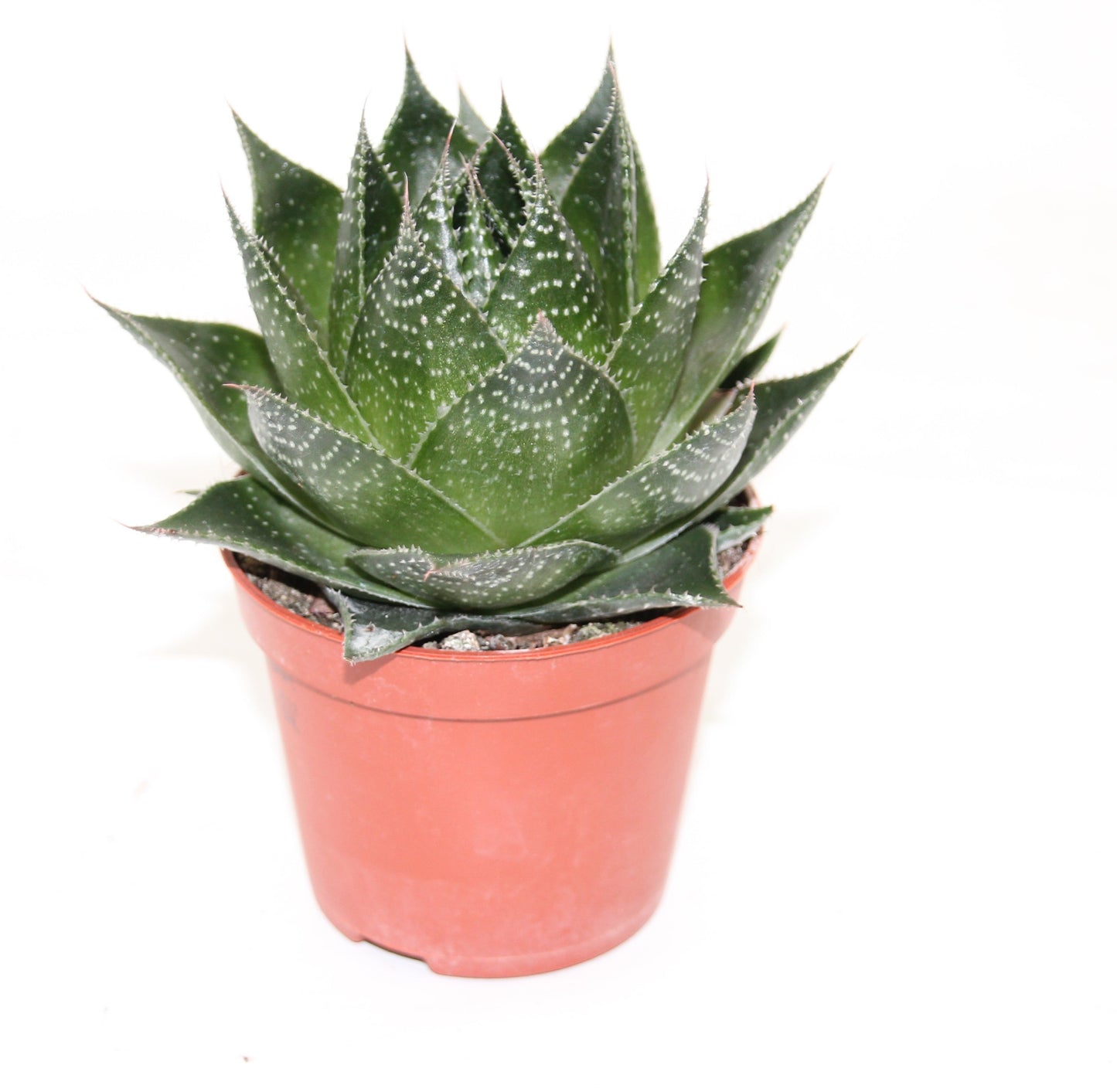 Aloe aristata cosmo