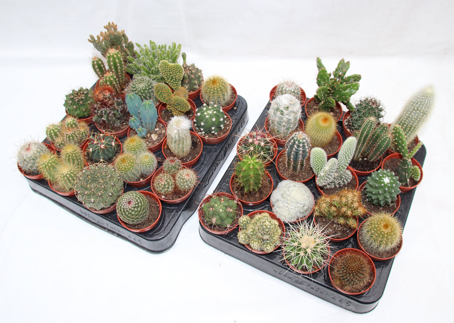 Kakteen Mix mit 20 Pflanzen im 5,5cm Topf