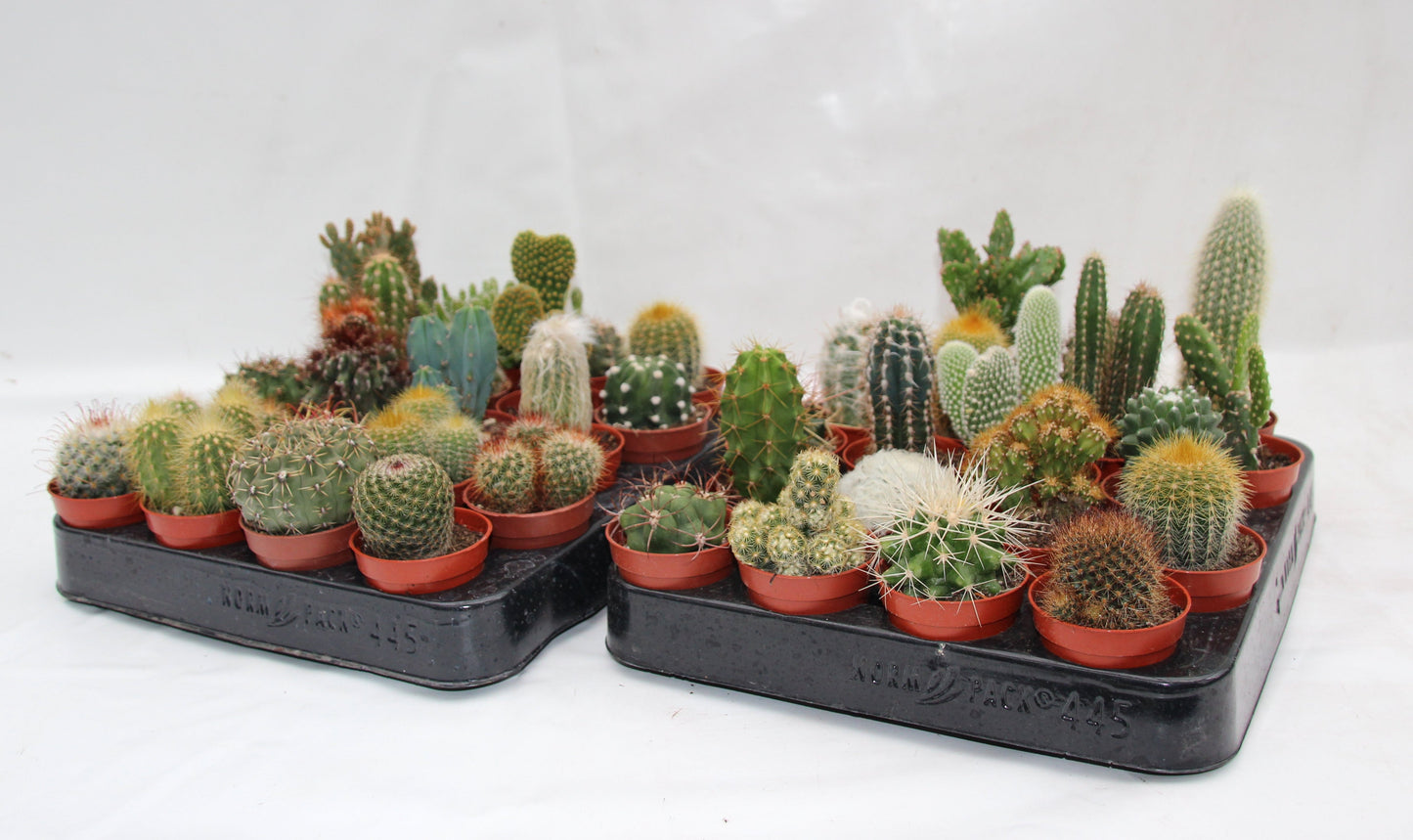 Kakteen Mix mit 20 Pflanzen im 5,5cm Topf