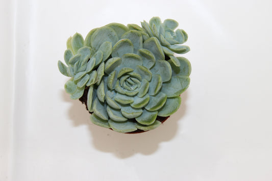 Echeveria elegans 'Mexican Snowball'