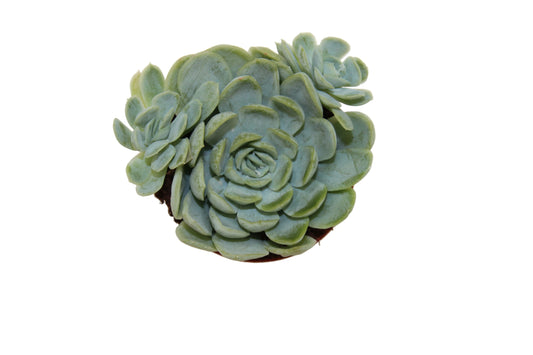 Echeveria elegans 'Mexican Snowball'
