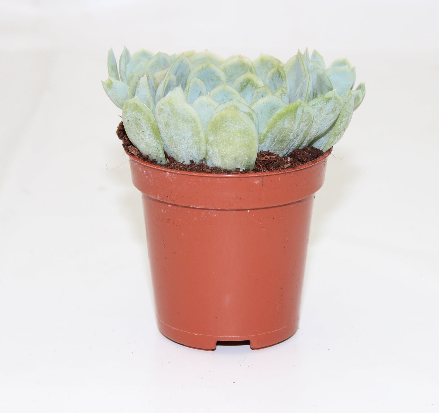 Echeveria elegans 'Mexican Snowball'