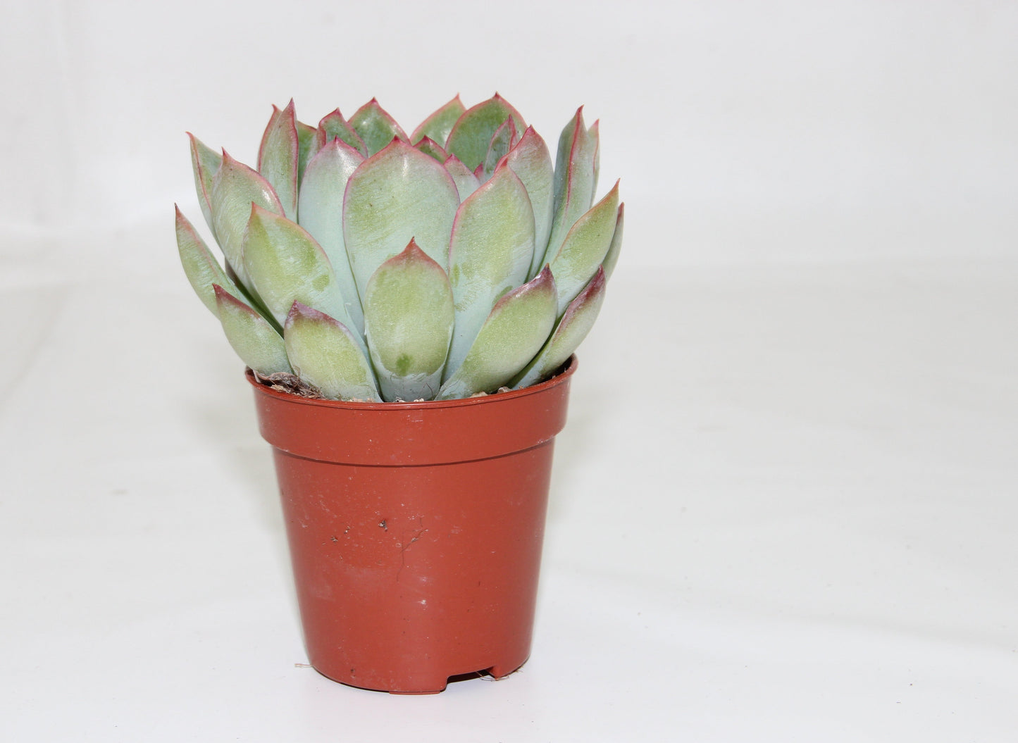 Echeveria pulidonis