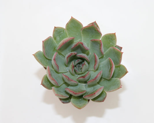 Echeveria pulidonis