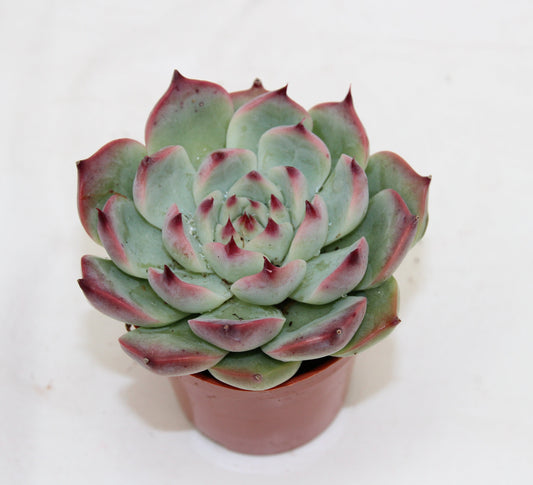 Echeveria chihuahuaensis