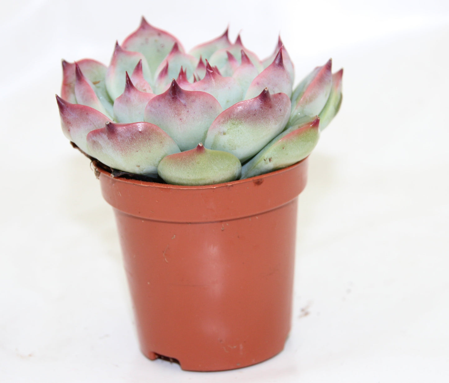Echeveria chihuahuaensis