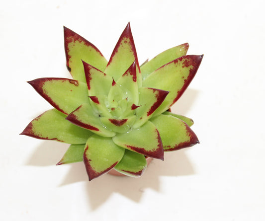 Echeveria agavoides 'ebony'