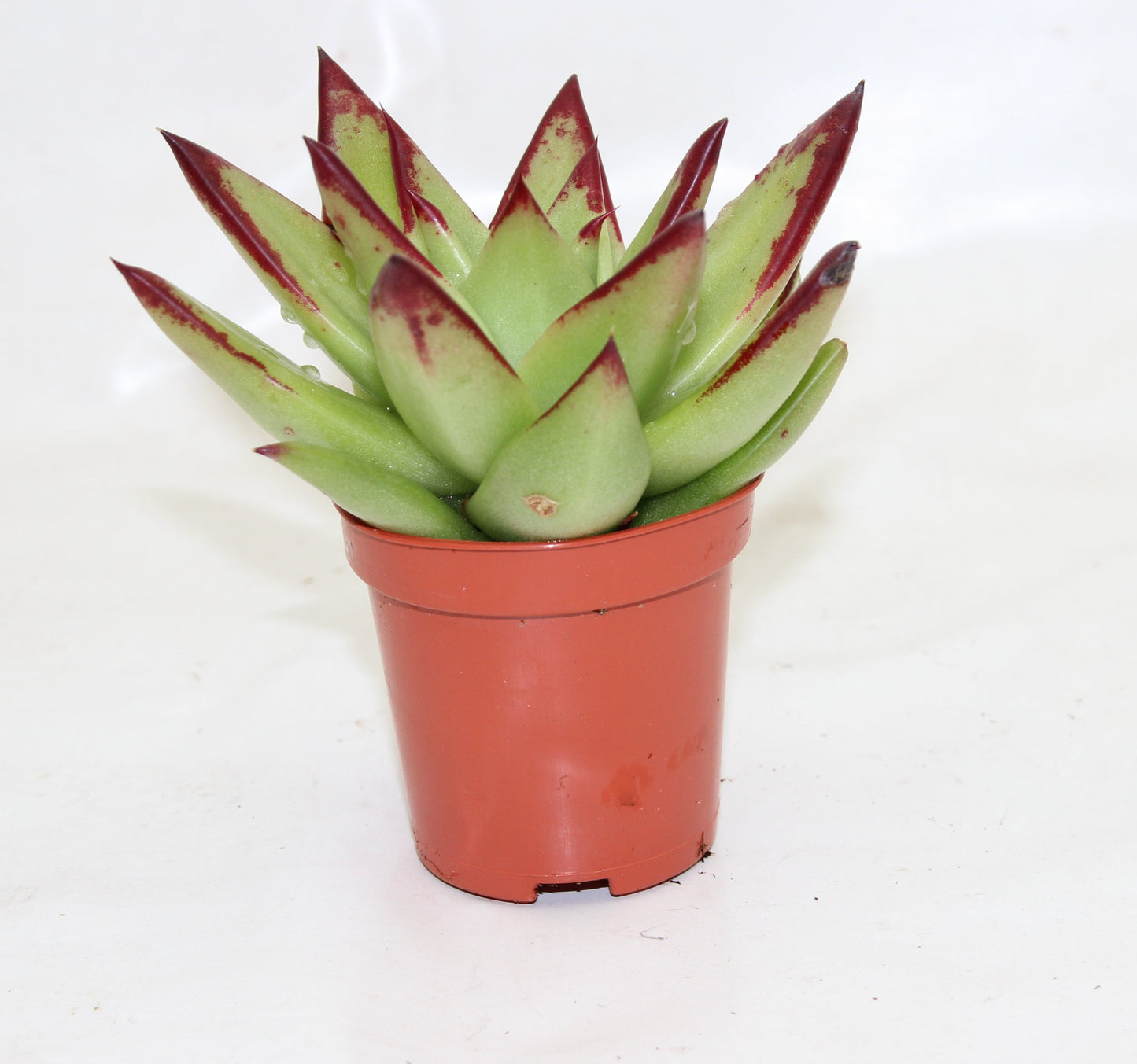 Echeveria agavoides 'ebony'