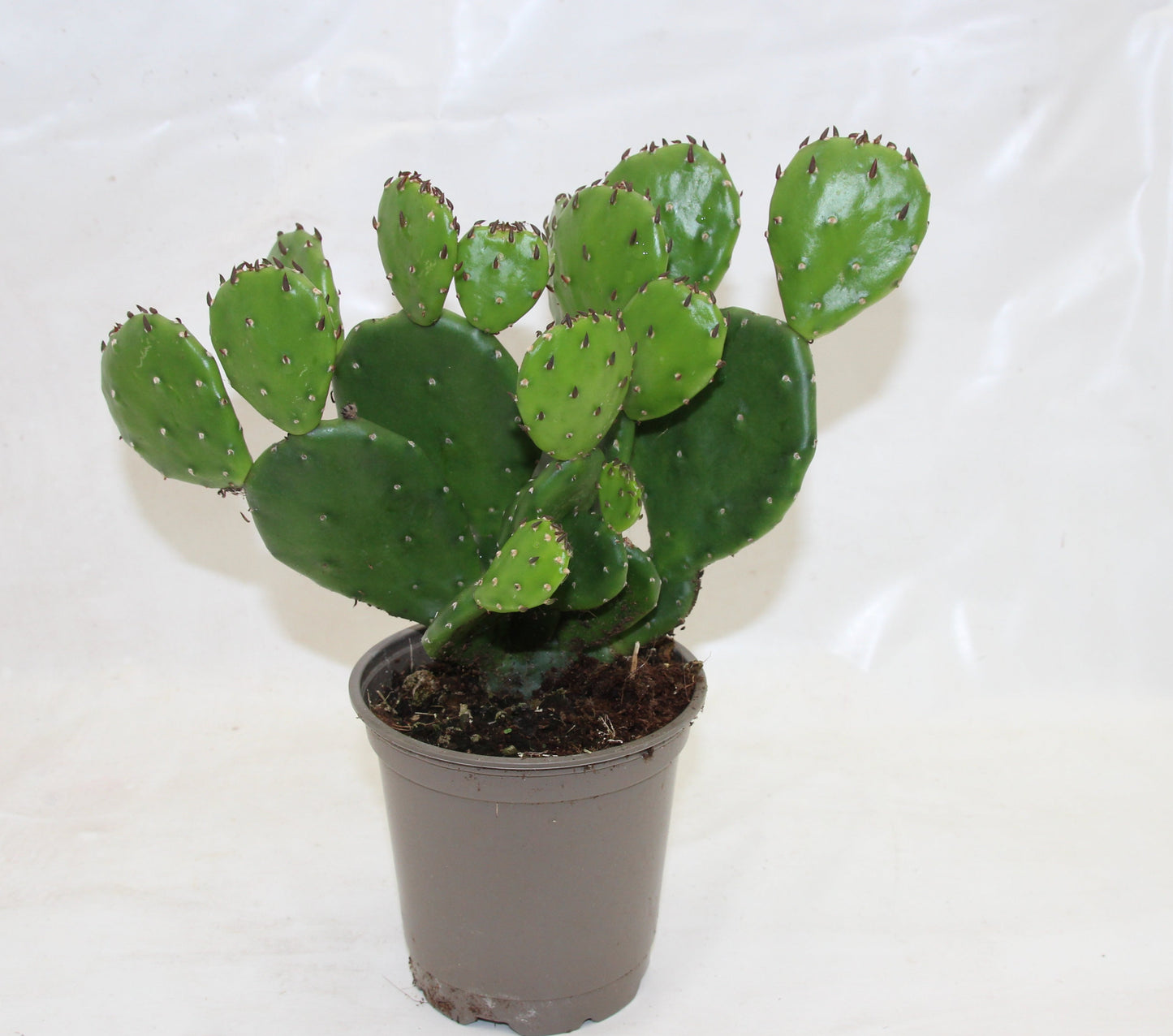 Opuntia humifusa winterhart