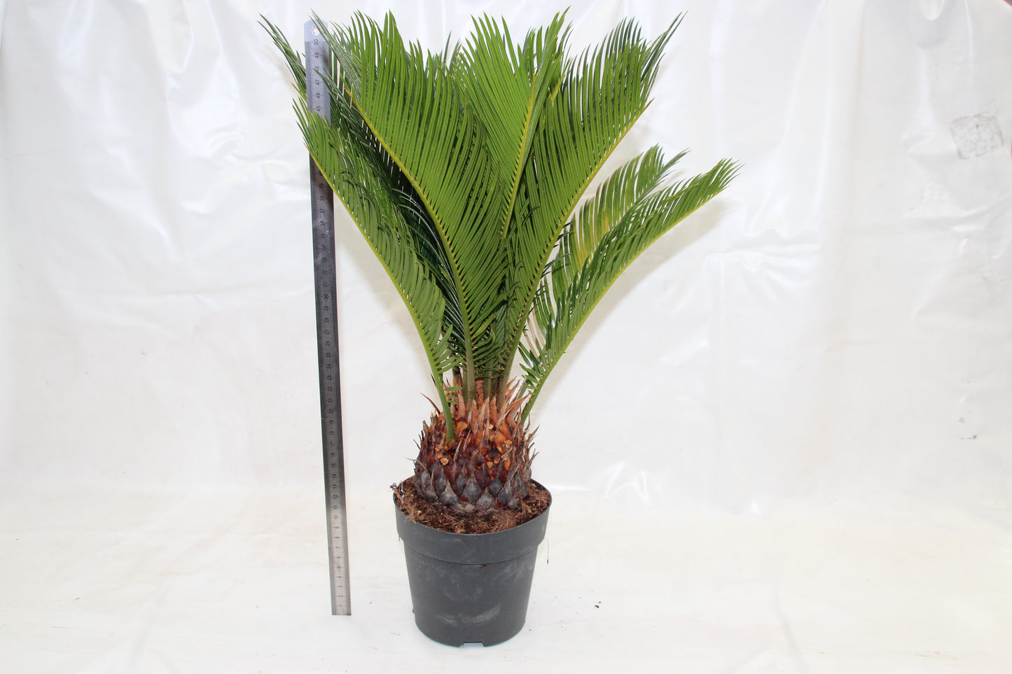 Cycas revoluta