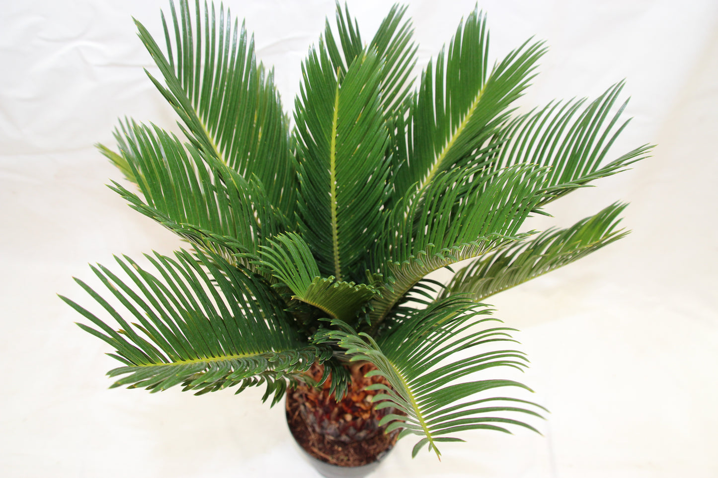 Cycas revoluta