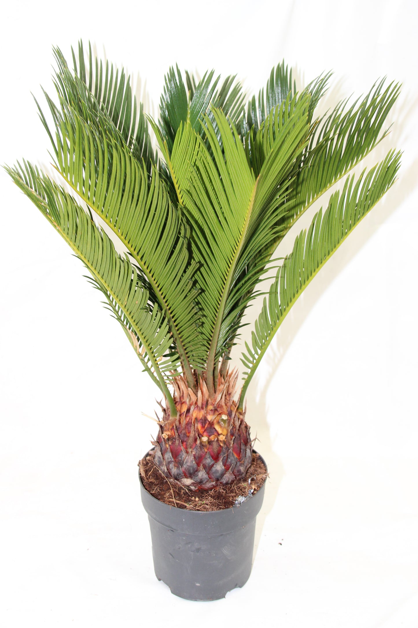 Cycas revoluta