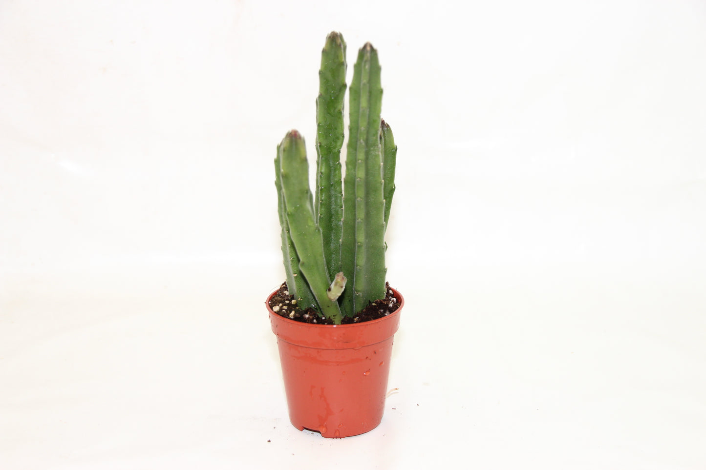 Stapelia leendertziae