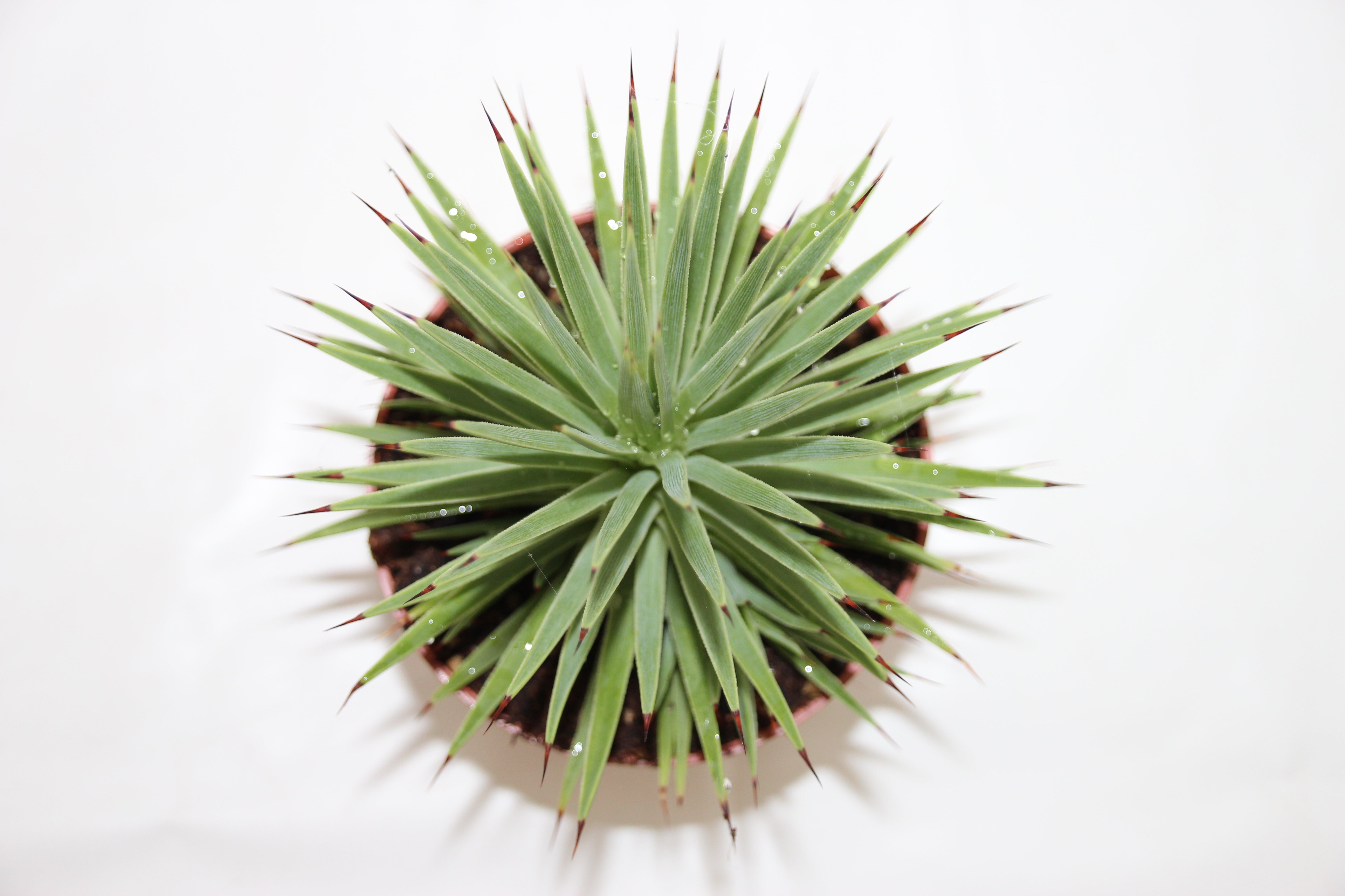 agave victoriae-reginae 'albomarginata' Agave victoriae-reginae 'Albomarginata' – 'White Rhino' Agave main image 1