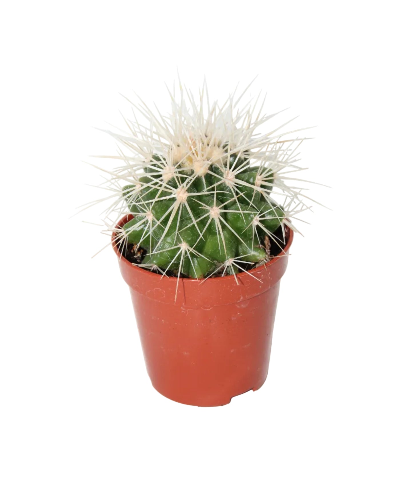 Echinocactus grusonii