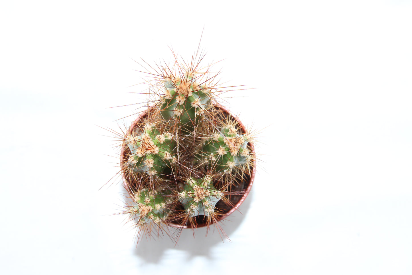 Neocardenasia herzogina