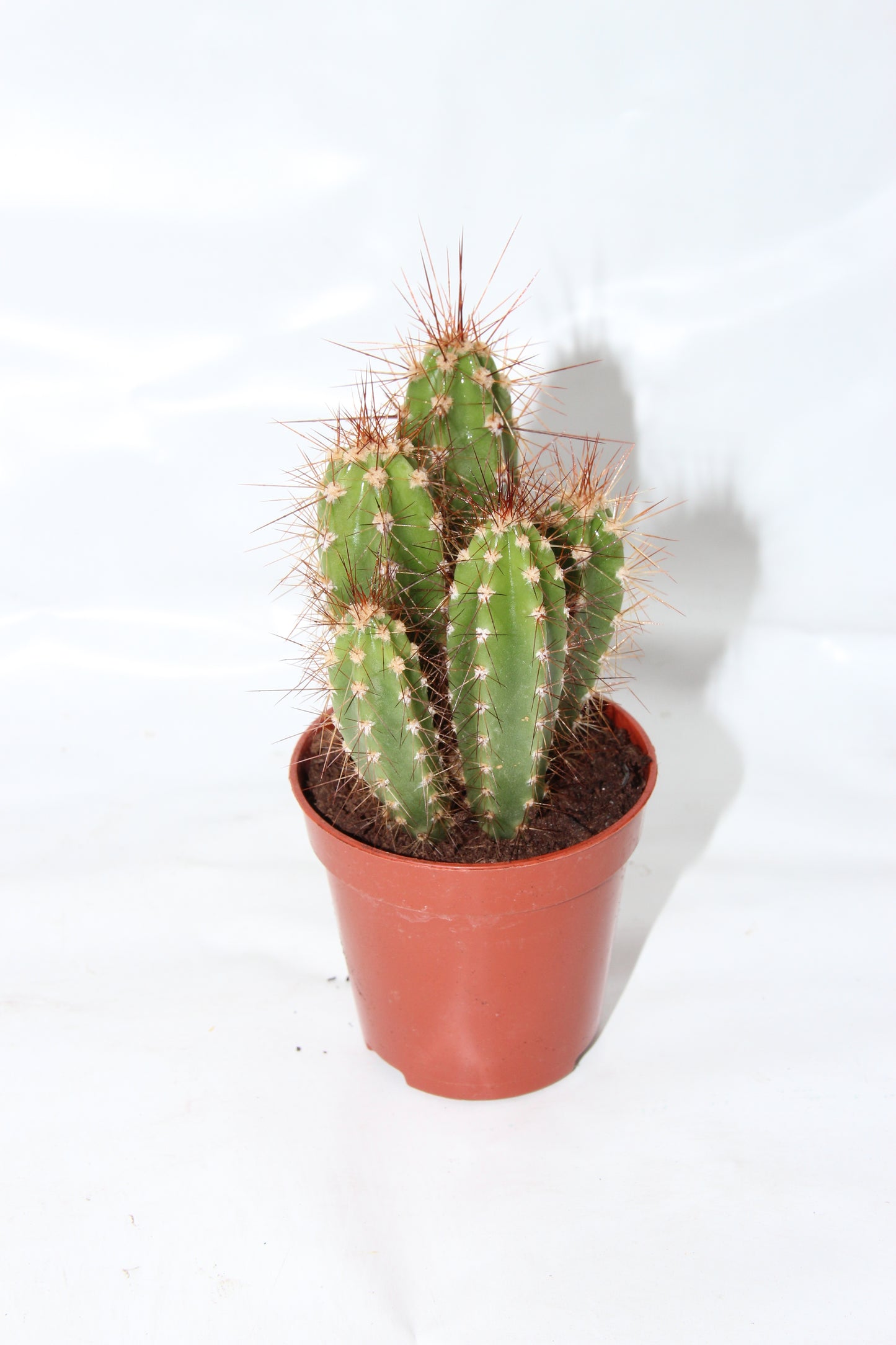 Neocardenasia herzogina
