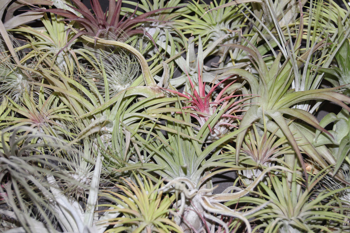 Tillandsia ionantha