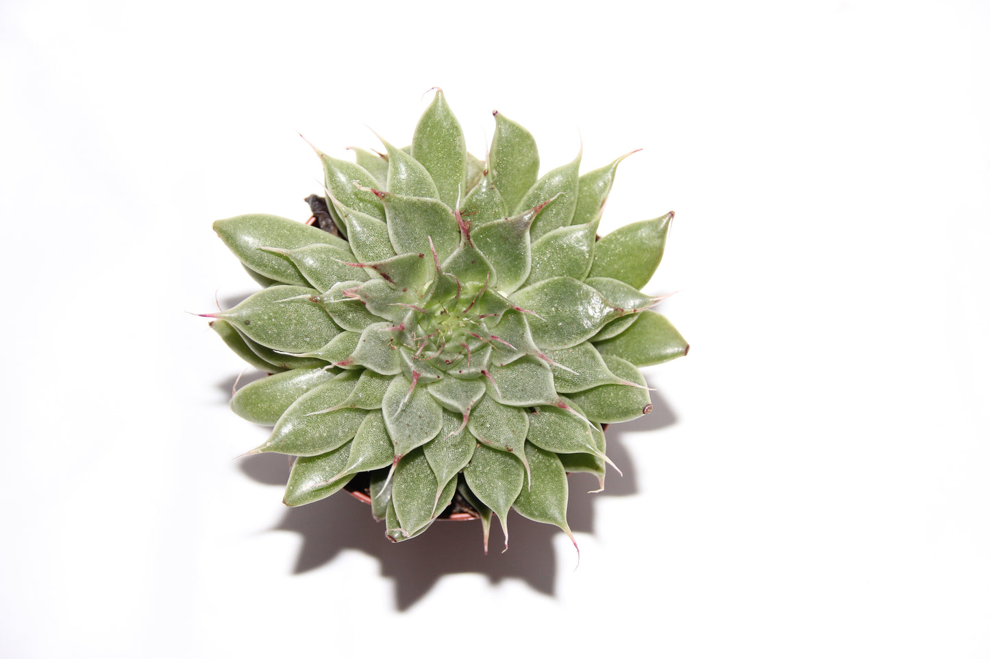 Graptopetalum filiferum