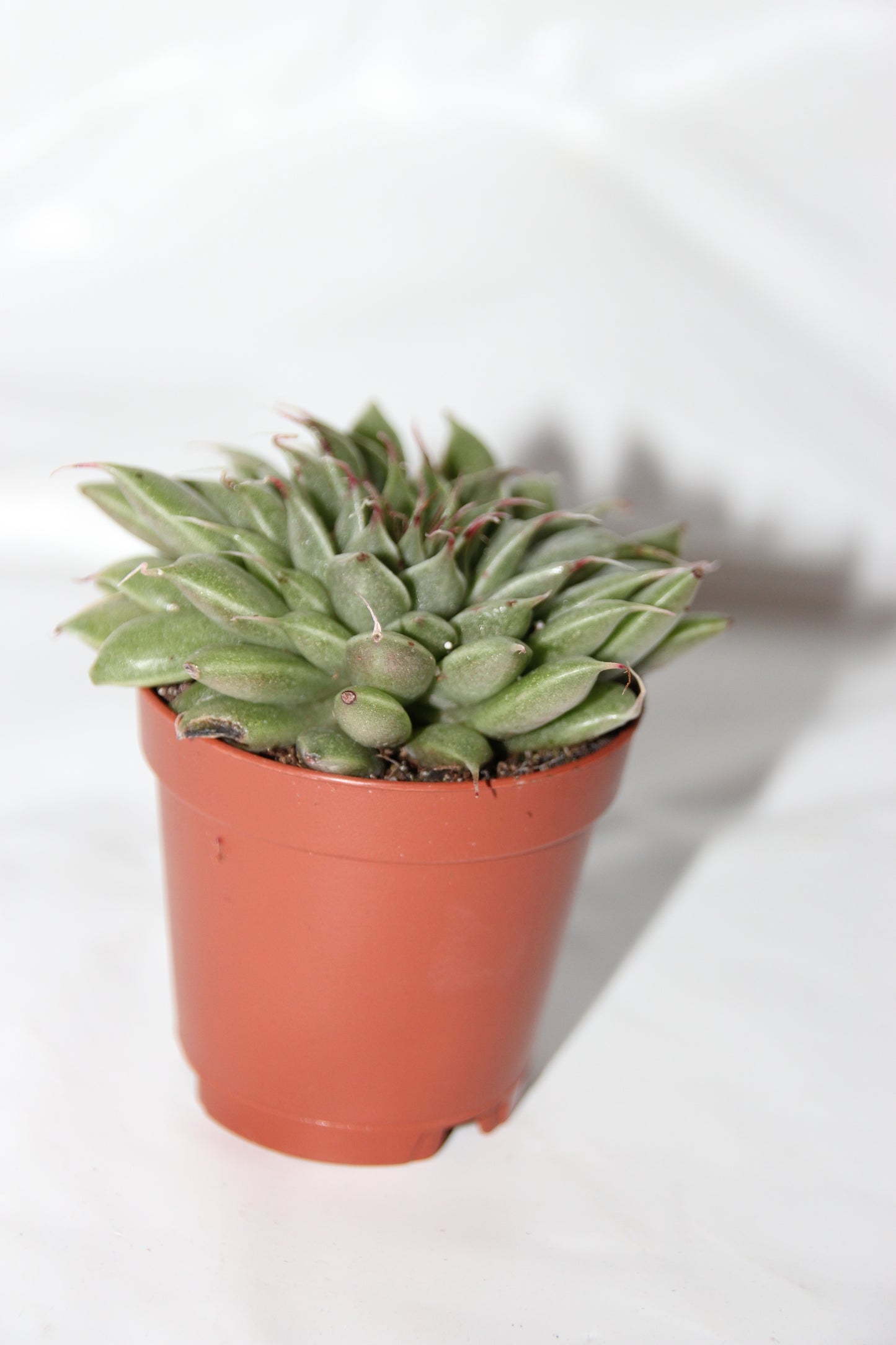 Graptopetalum filiferum
