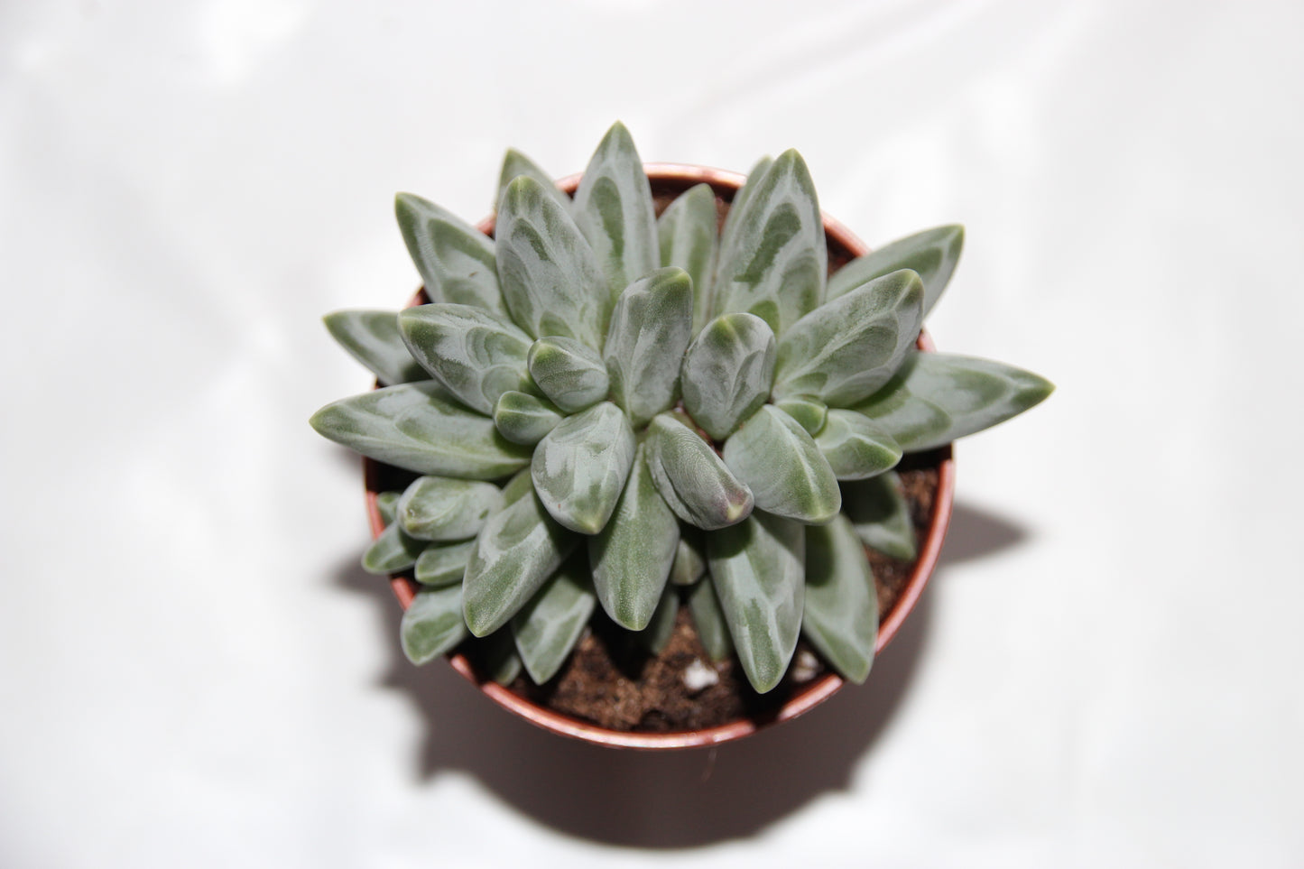 Pachyphytum compactum
