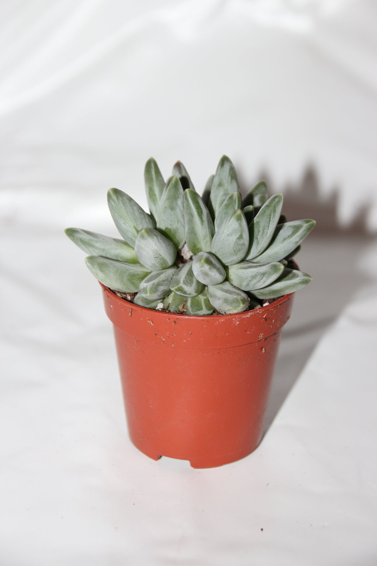 Pachyphytum compactum