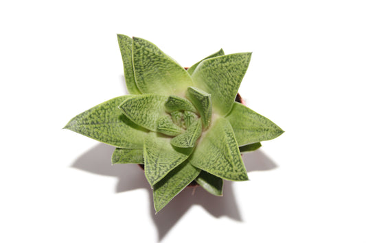 Gasteraloe d Tiga