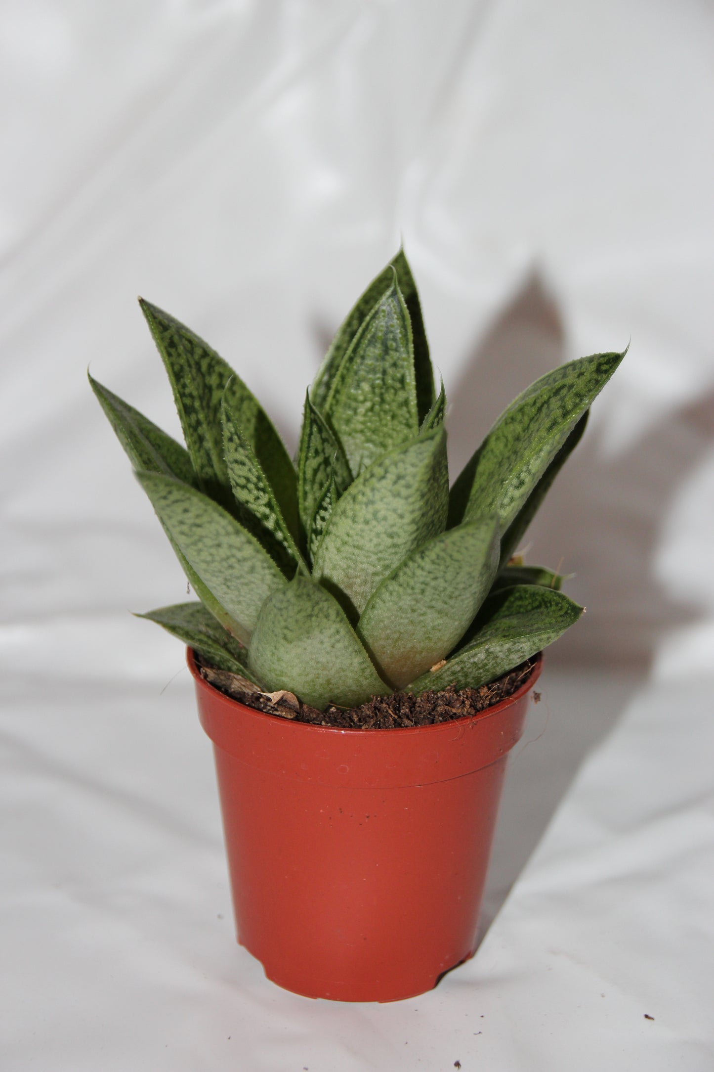 Gasteraloe d Tiga