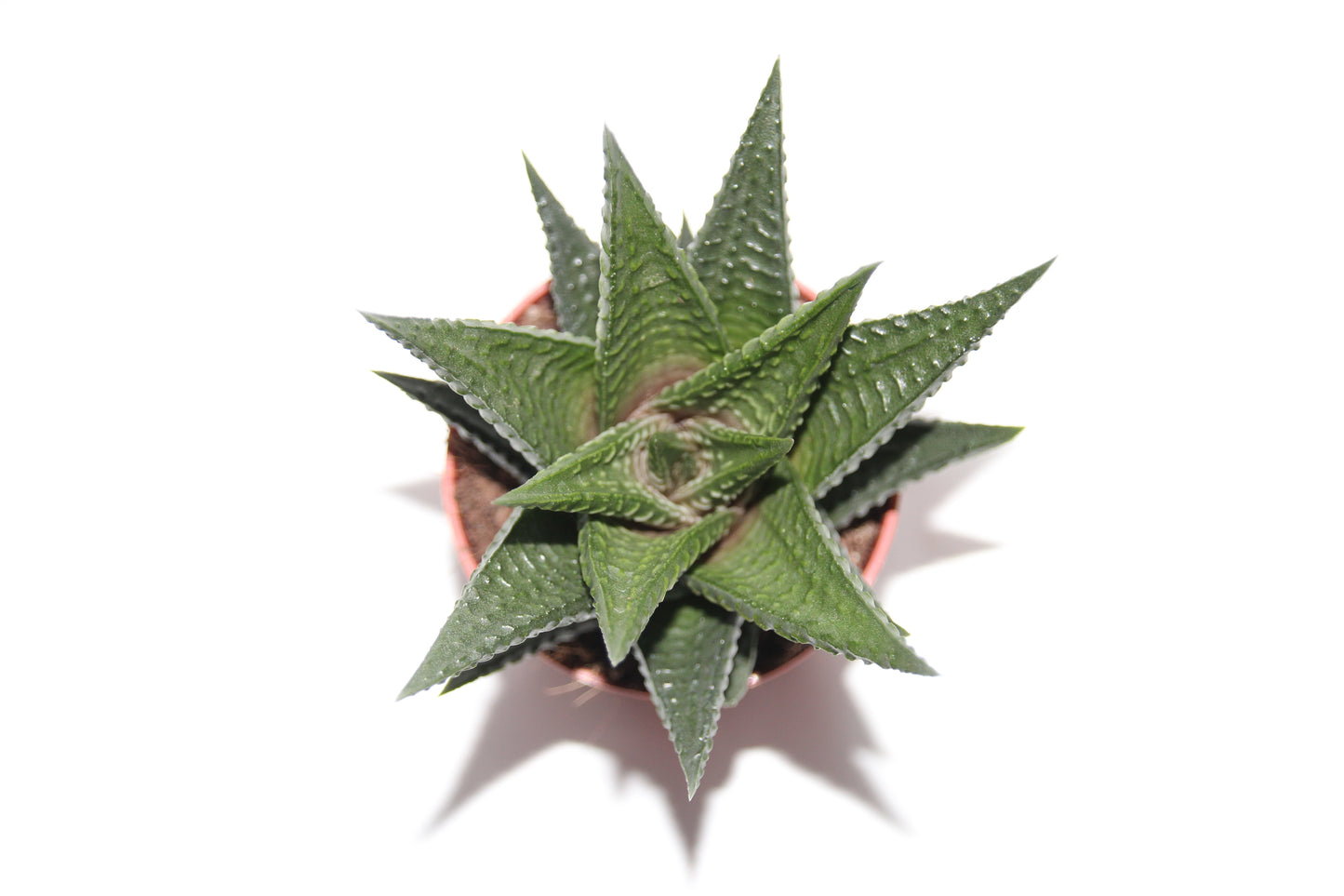 Haworthia limifolia