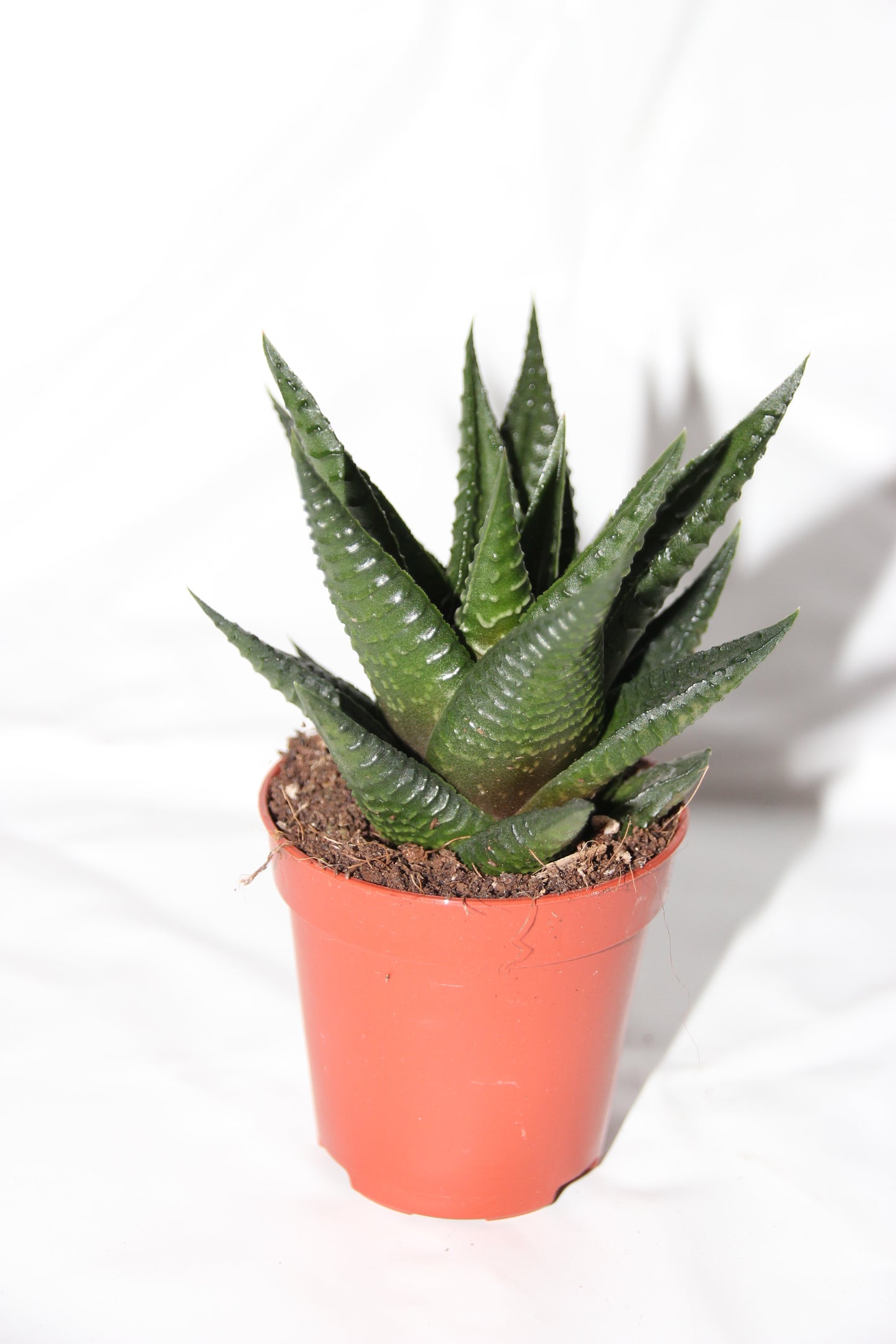 Haworthia limifolia