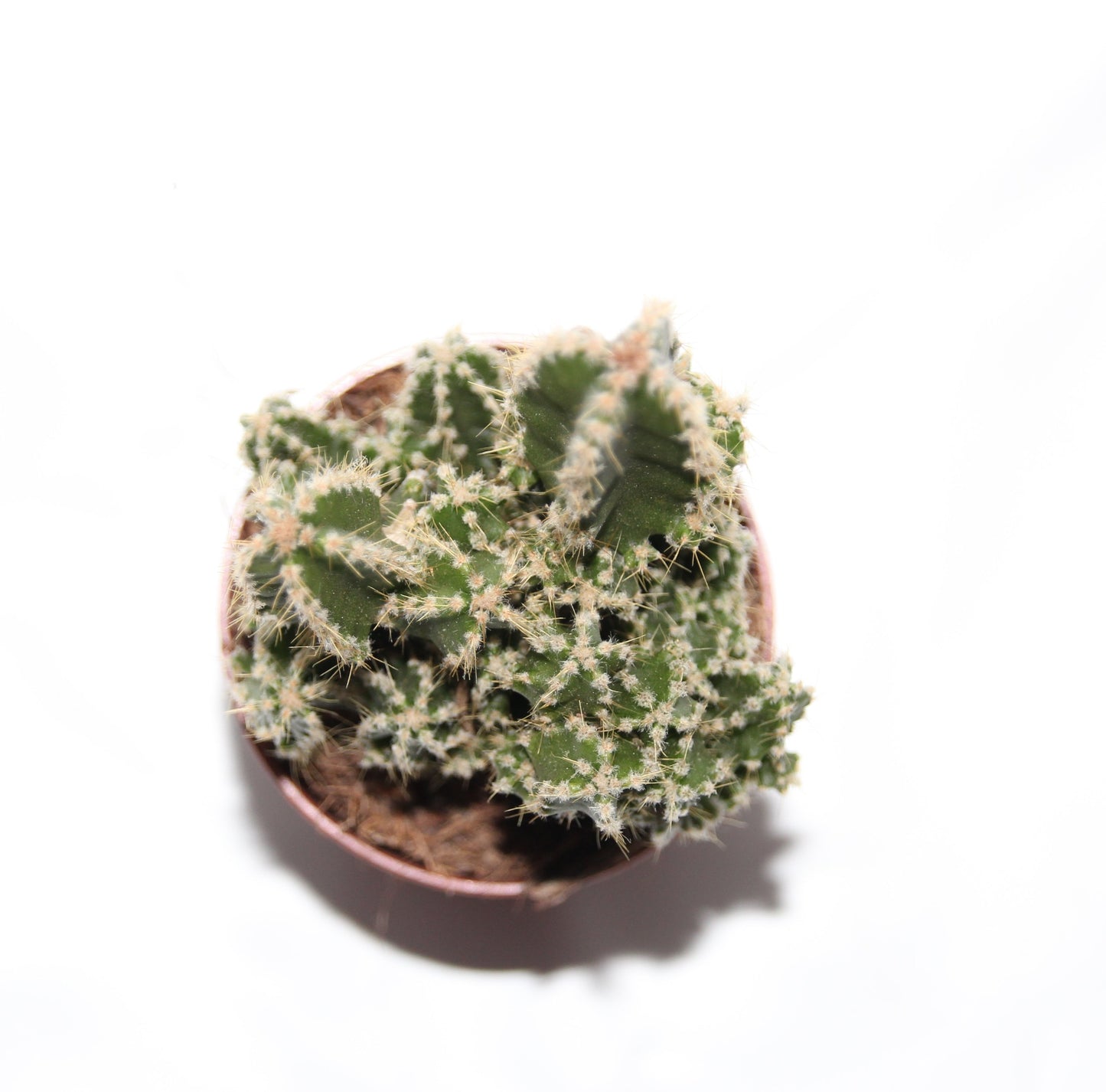 Cereus floridianus