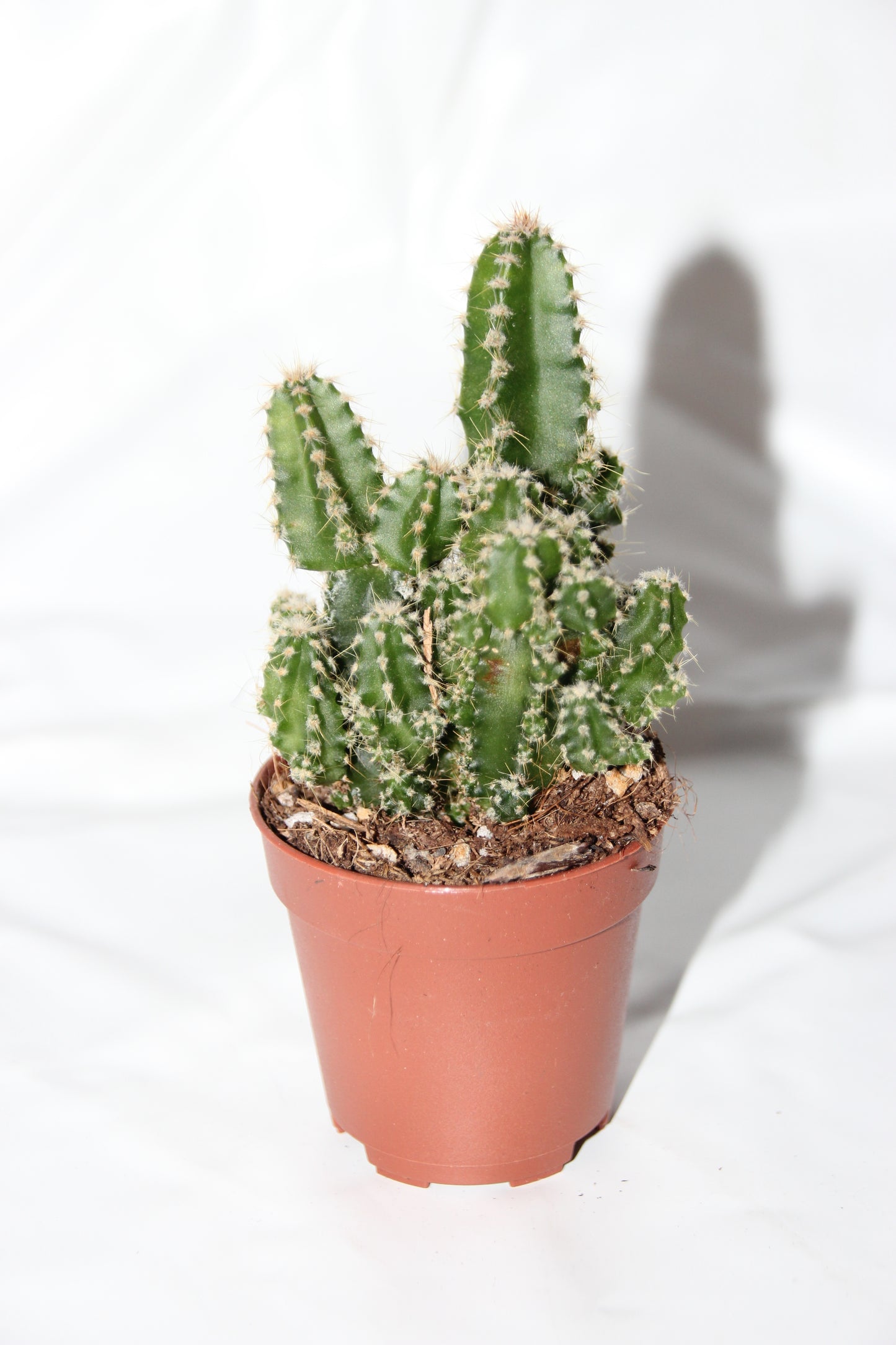 Cereus floridianus