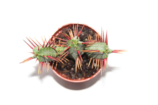 Euphorbia enopla ‘Teufelsdorn‘