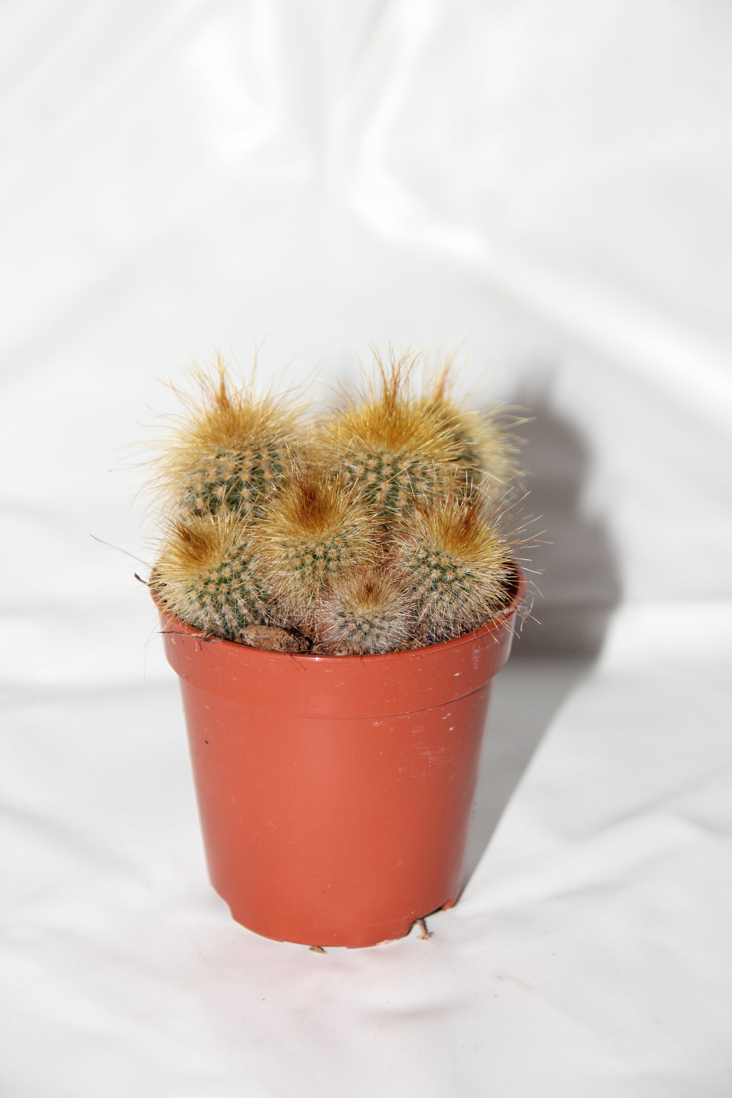 Eriocactus leninghausii Gruppe