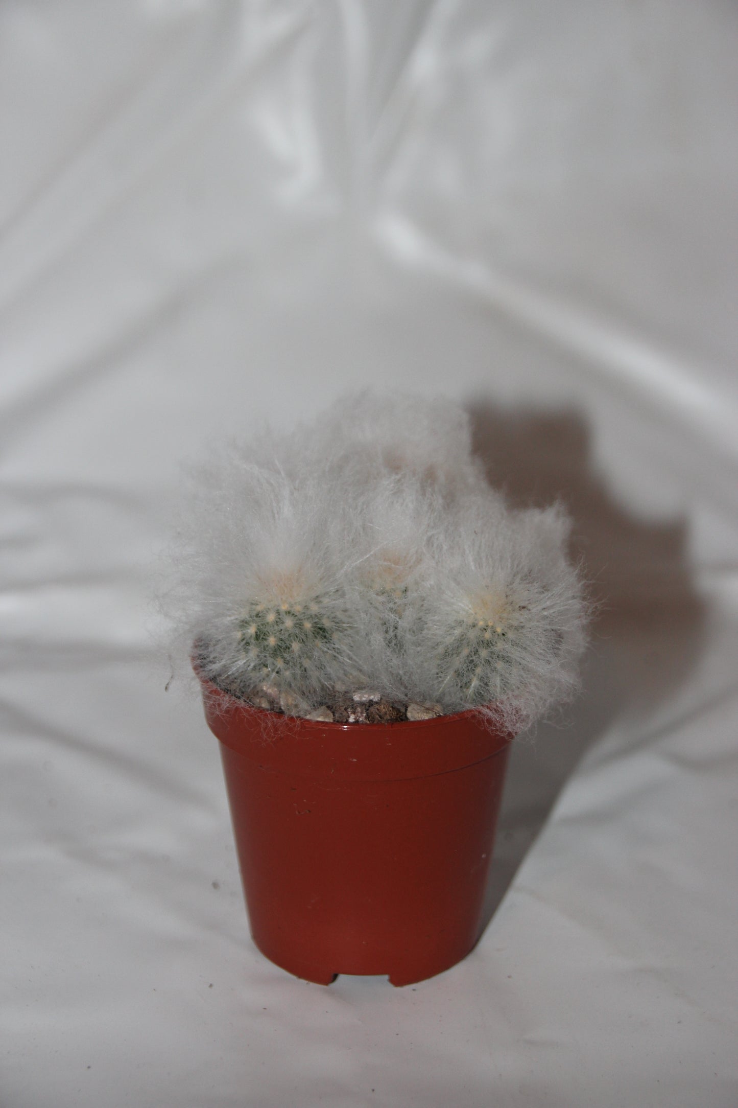 Pseudoespostoa melanostele