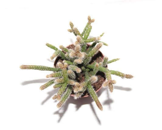 Rhipsalis baccifera horrida
